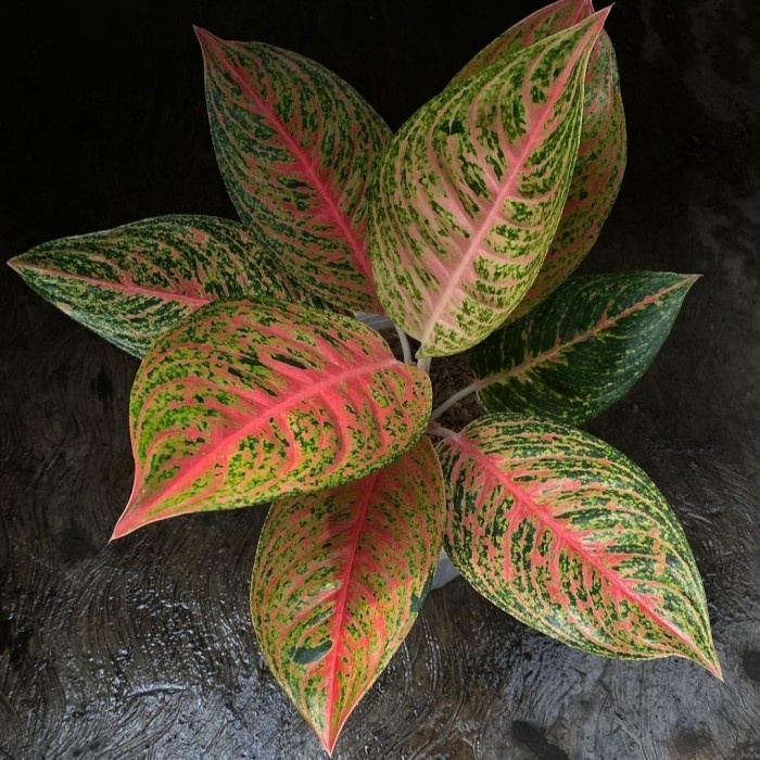 Bibit bonggol aglonema Sexy pink plantsparadise