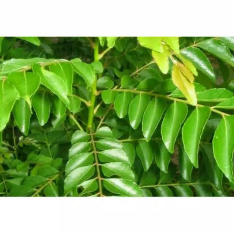 

DAUN KARI / DAUN KOROPELIK TERMURAH pertangkai