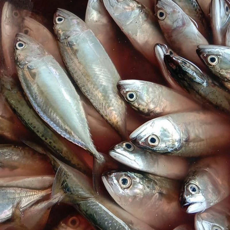 

ikan kembung ( banjar ) fresh