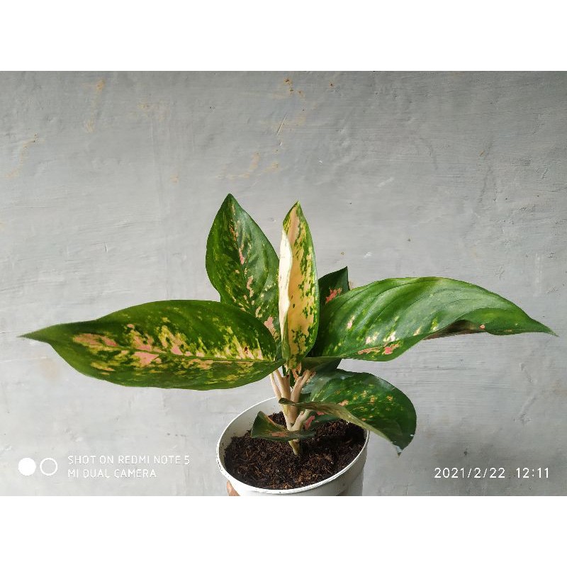 Aglonema Kochin Paramuray/ Kochin Pink