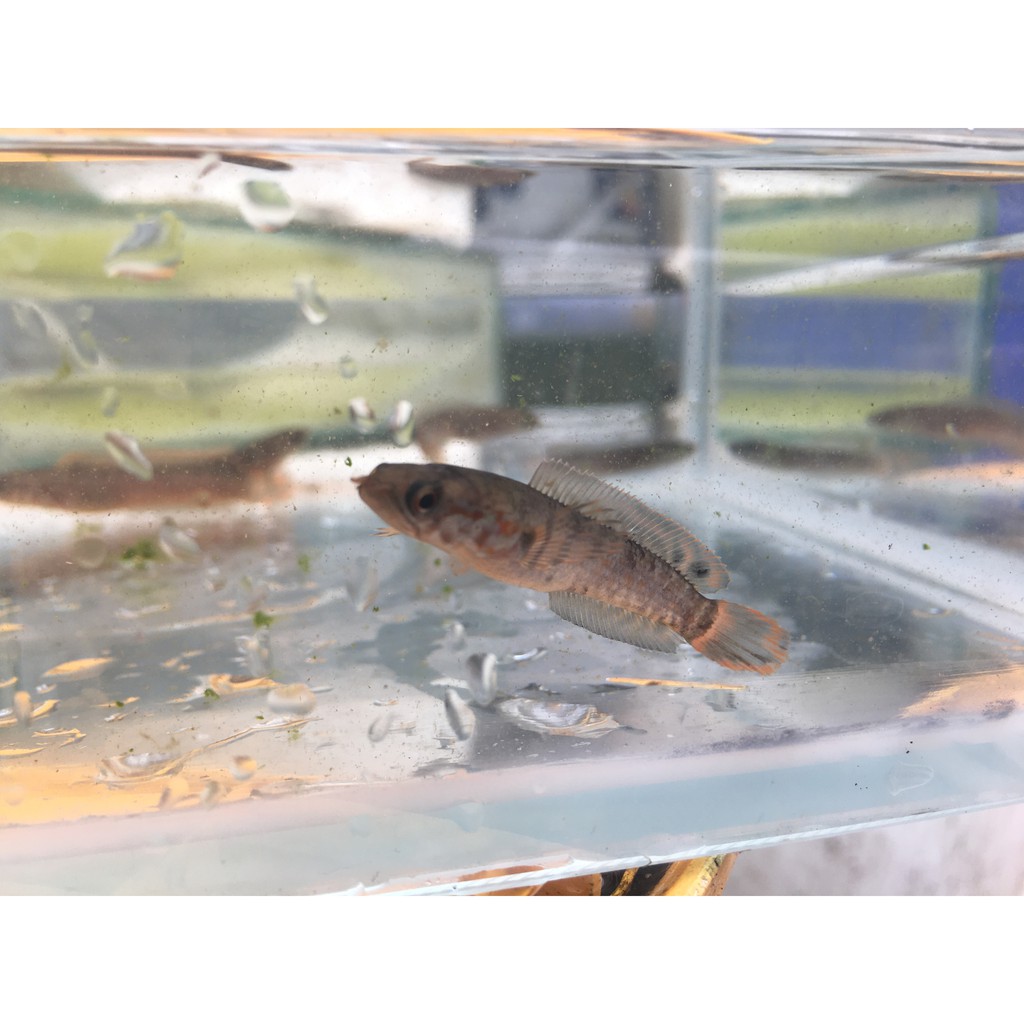 Channa Bleheri Rainbow Snakehead Ikan Predator Gabus Hias