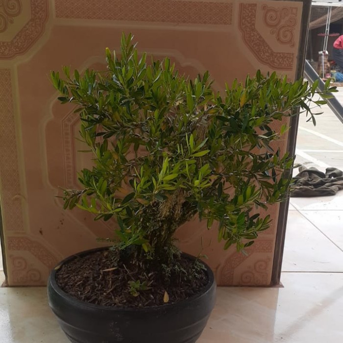 tanaman boxus siap pajang