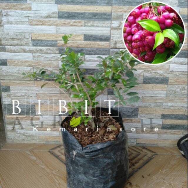 

Jambu Lilipili