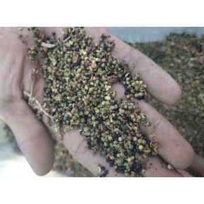 Ro* 1 Ons Benih Biji Pohon Kayu Cendana Ntt Wangi @_@