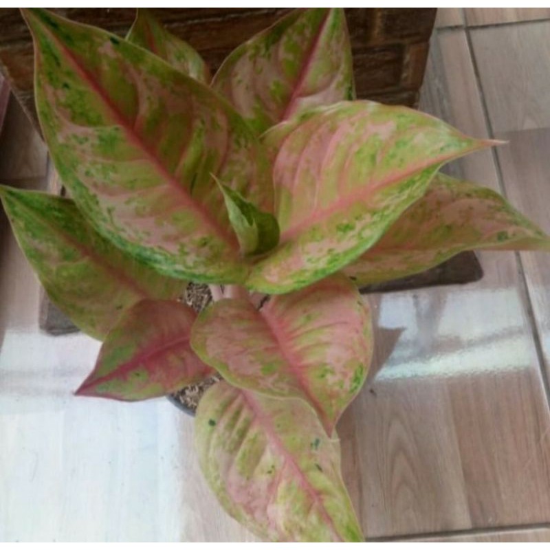 Bibit bonggol aglonema bidadari