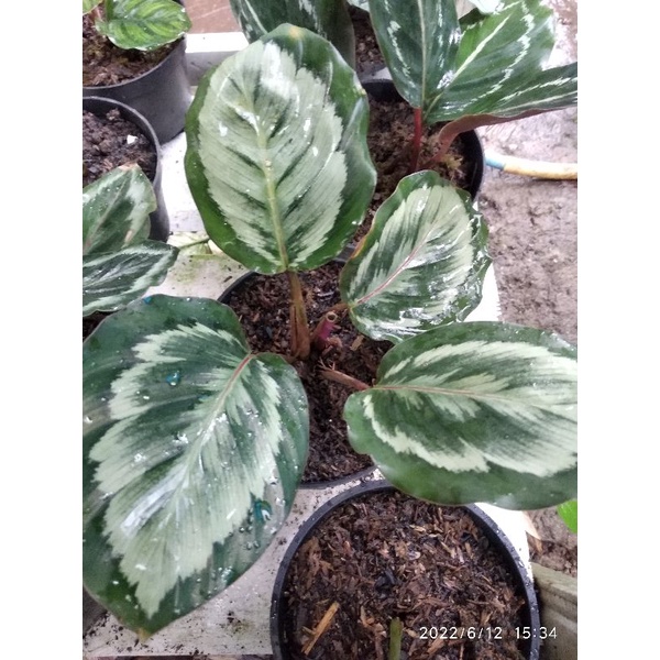 CALATHEA MEDALION V2  Tanaman Hias  Daun 1