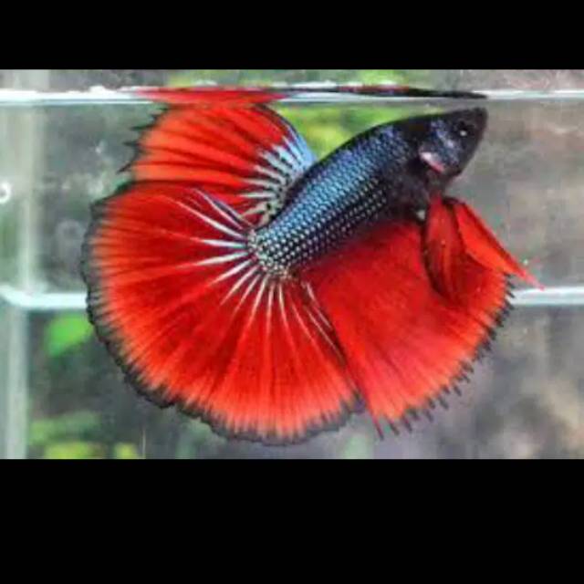 Ikan cupang halfmoon