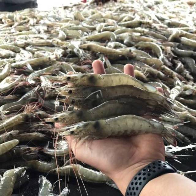 

Udang Murah 1/2 kg Pasar udang vannamei udang tiger udang pacet udang windu tambak udang putih