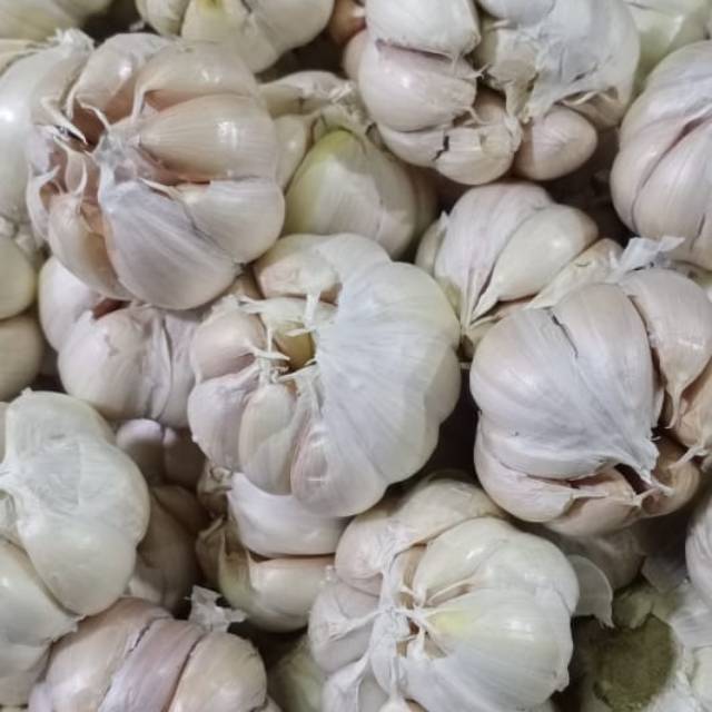 

Bawang Putih Biasa Honan