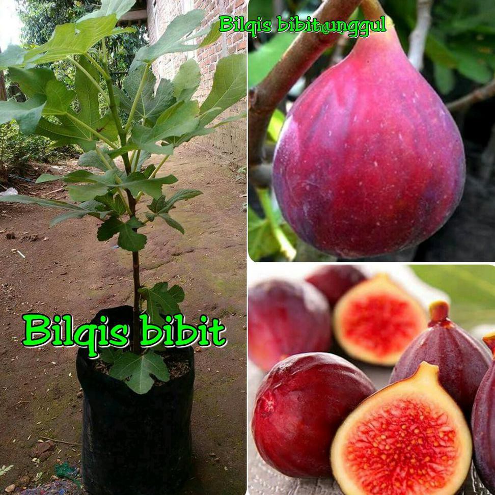 #_* BIBIT BUAH TIN MERAH JUMBO #_*