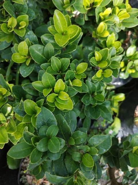 Bahan Bonsai Beringin Compacta Impor