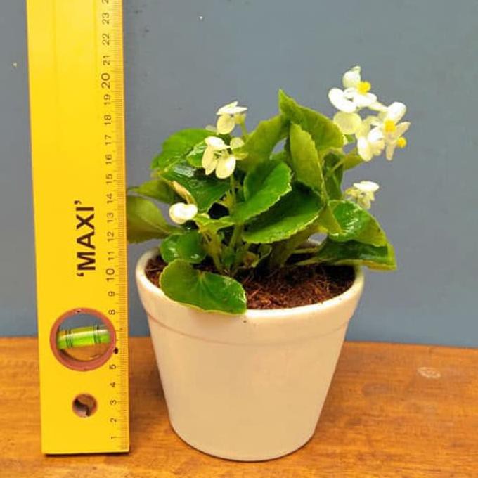 Discount Tanaman Hias Indoor- Begonia Putih Bunga Kecil Tumpuk Sering Berbunga Buru Order