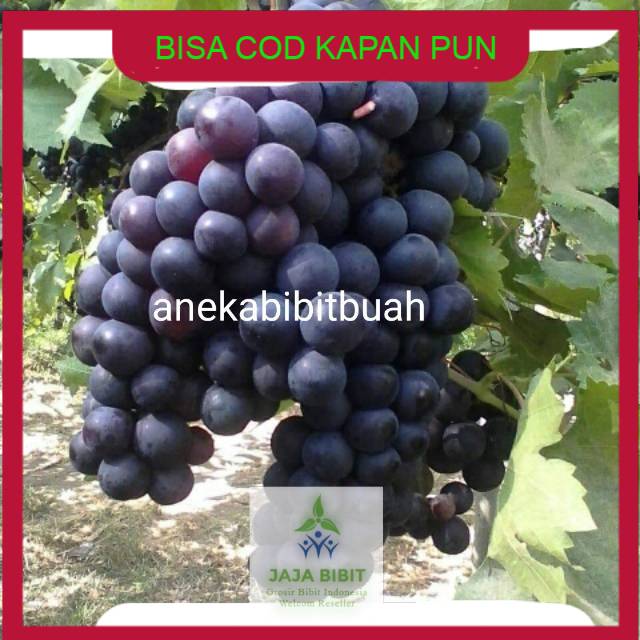 Bibit Tanaman Buah anggur merah berkwalitas dan murah