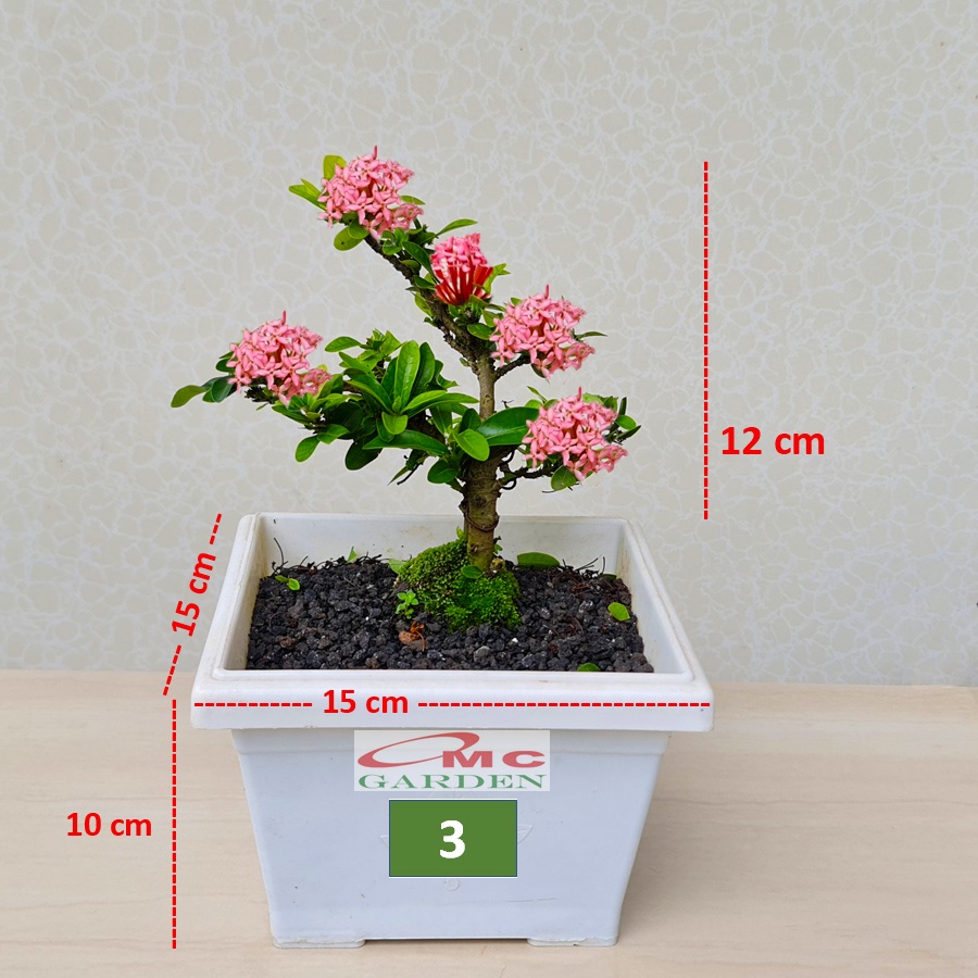 Tanaman Hias Bonsai Bonsae Mame Soka Mini Asoka Jepang Ixora Pink Jambon Merah Muda B-SMP-009