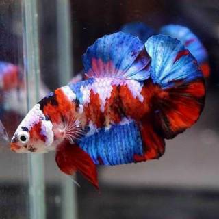 ikan cupang hias koi galaxy multi colour full block