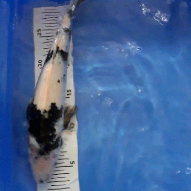 Ikan koi blitar 30cm