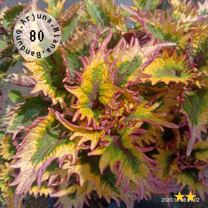 miana kode 80 / Arjuna Miana Bandung