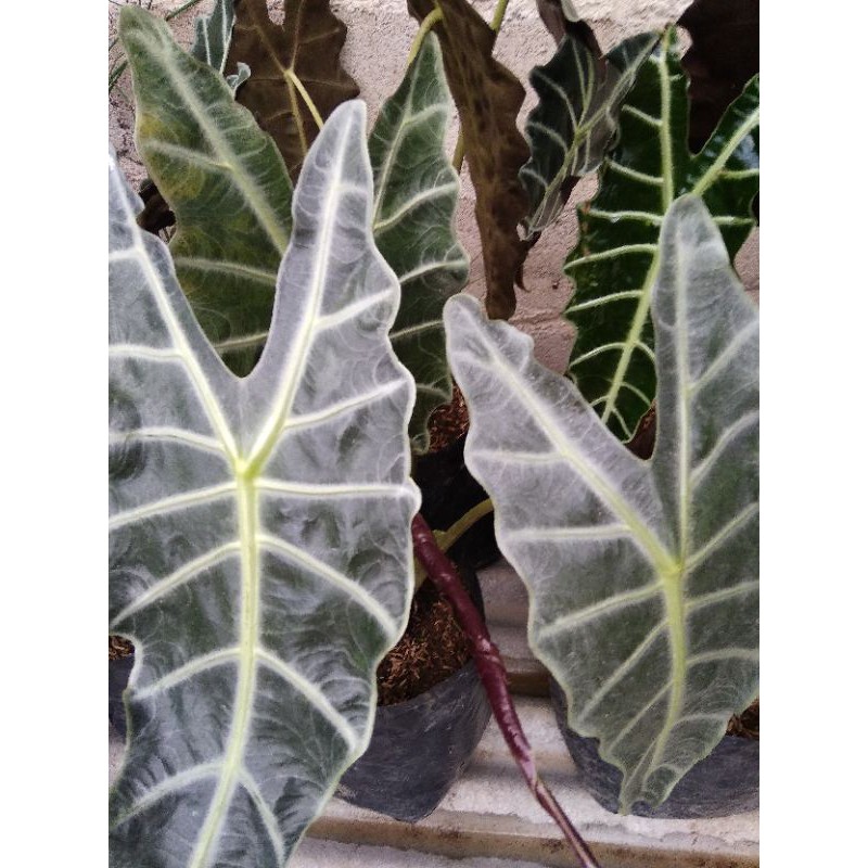 Keladi Amazon / Keladi Tengkorak Amazon