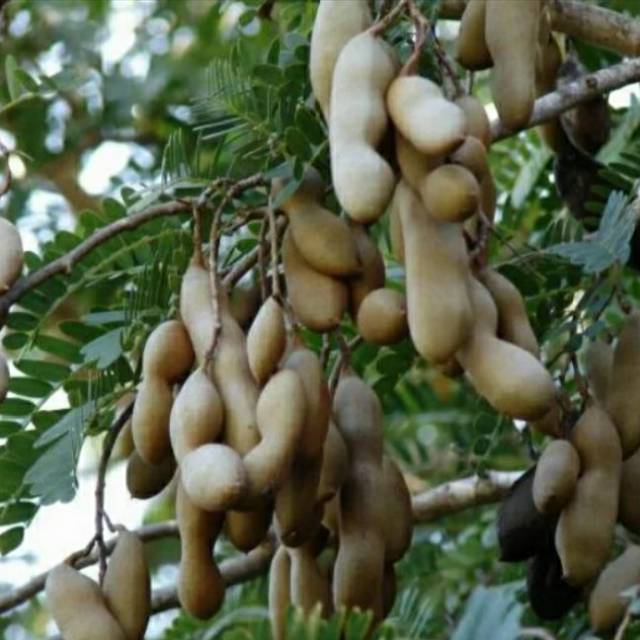 Biji/Benih Asem jawa 15biji