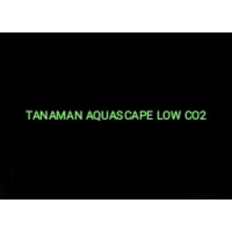 TANAMAN AQUASCAPE STAMPLATS LOW CO2