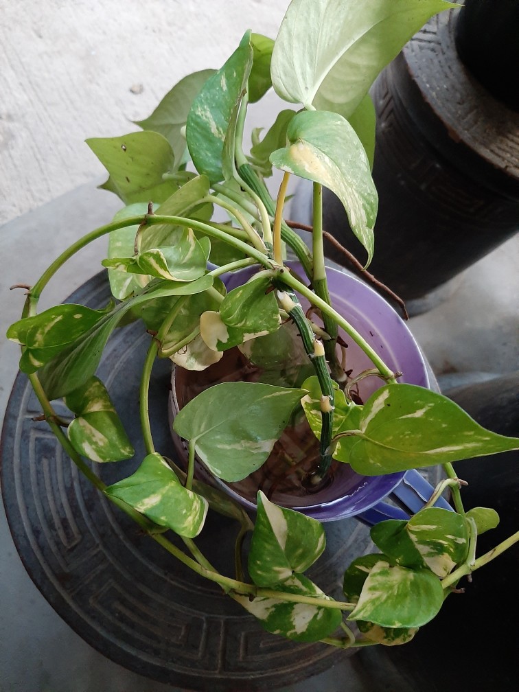 Janda Bolong Andasoni ( Foto Real )