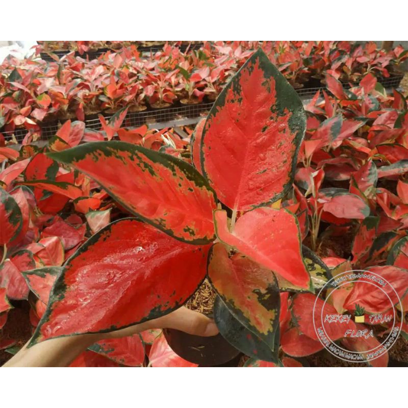 Tanaman Hias Aglonema Suksom -Aglonema Suksom Jaipong - Bunga Aglonema