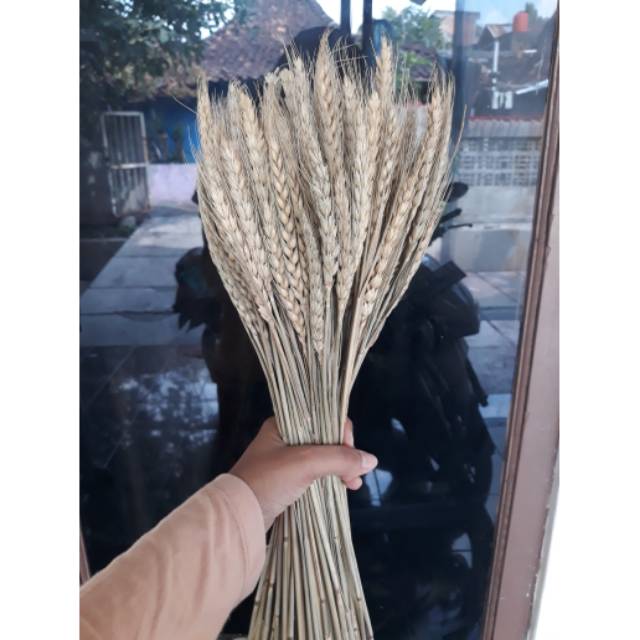 ( TERMURAH ) GANDUM / 50 tangkai GANDUM kering / DRIED FLOWER / BUNGA KERING