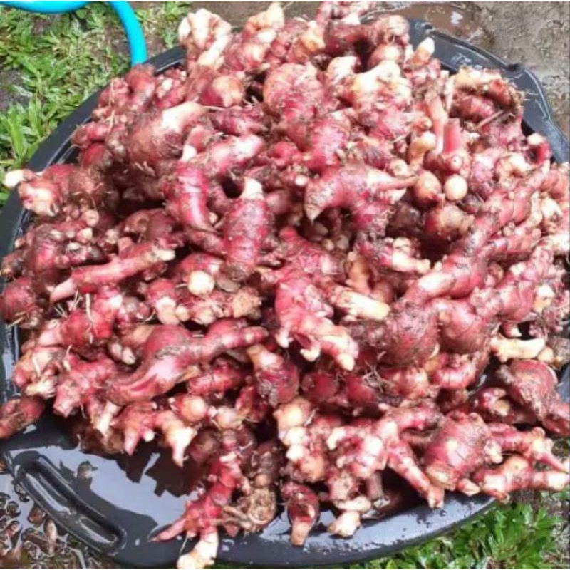 

JAHE MERAH ASLI