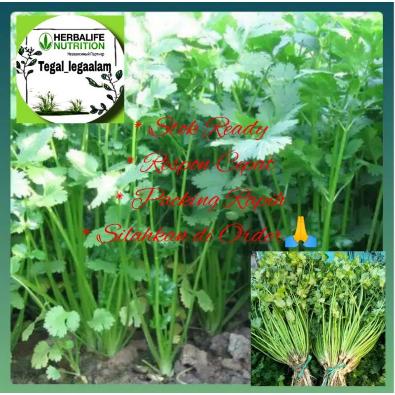 

Daun Seledri Fresh 200gr