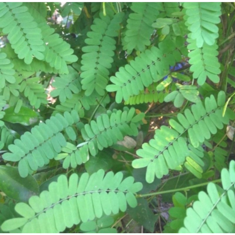 

Daun saga segar obat herbal