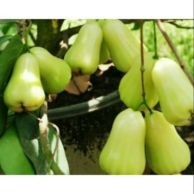 Bibit Jambu Air Madu Deli