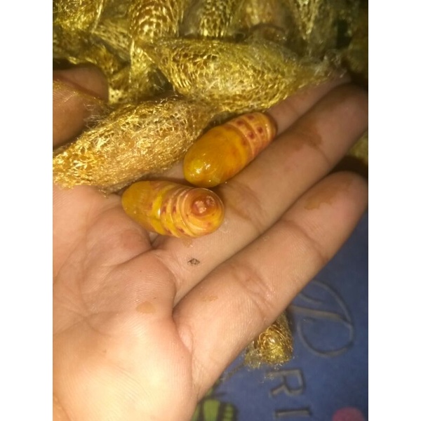 ulat kepongpong pohon alpukat buat umpan mancing 25 ekor