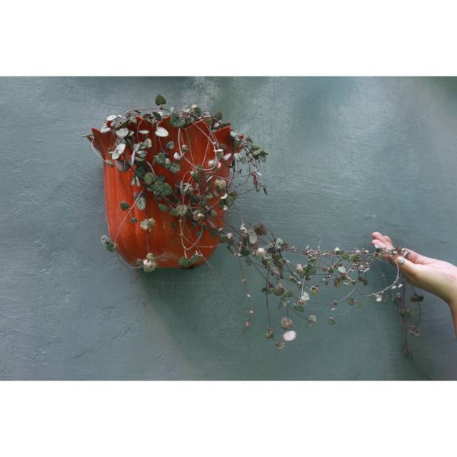 String of Hearts varigata