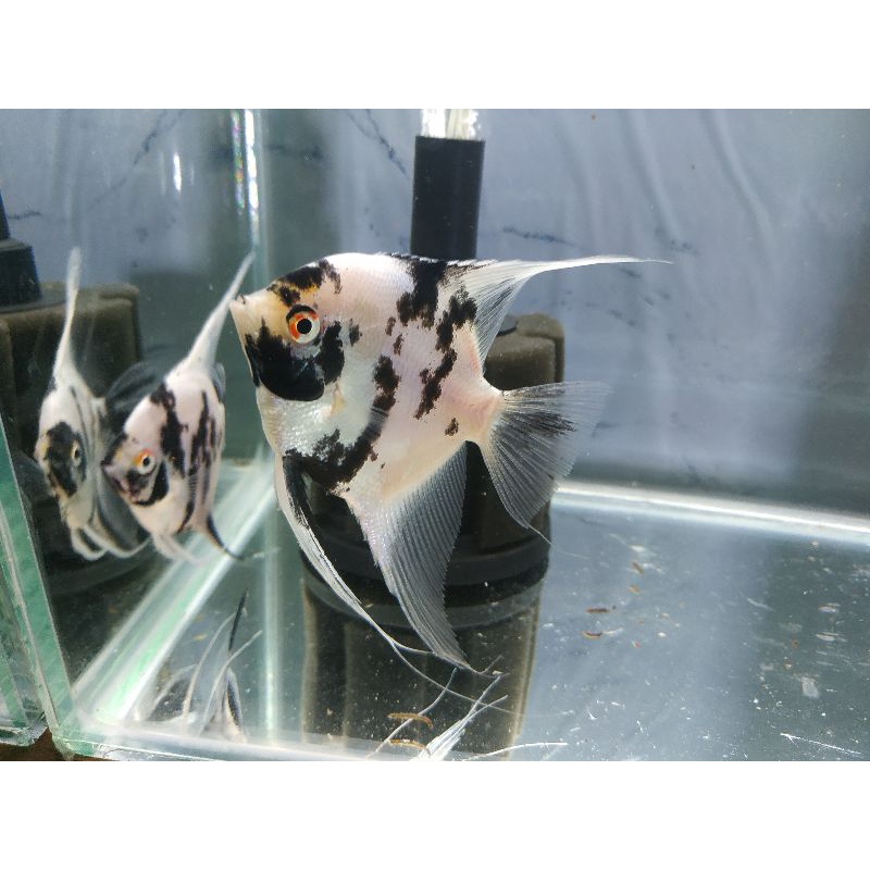 MANFISH MARBLE KOI ( SEPASANG )