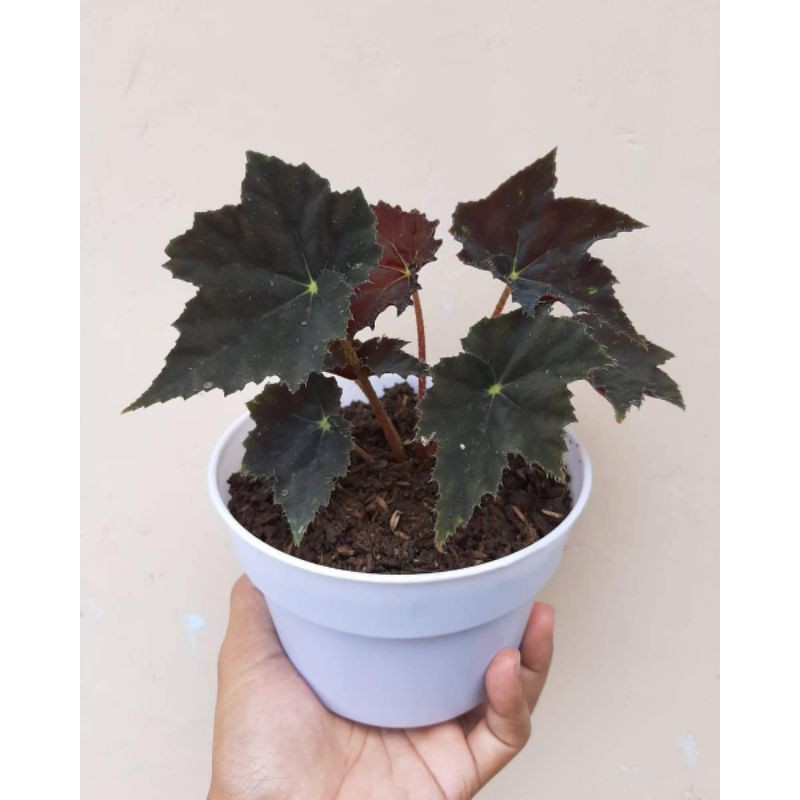 Tanaman hias begonia keong warna hitam