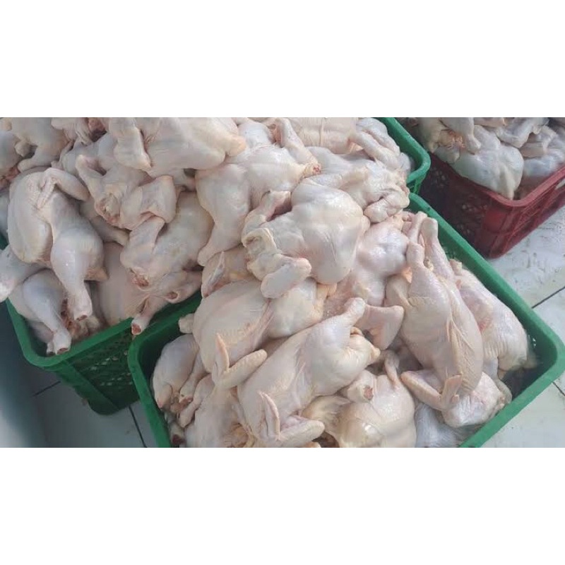 

ayam potong fresh tidak beku 1 kg