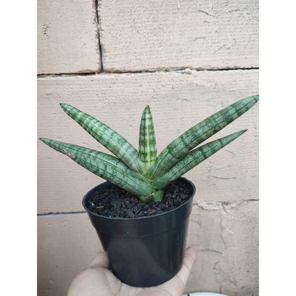 sansevieria boncel varigata