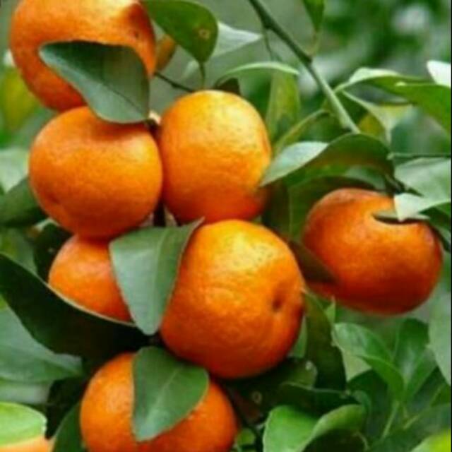 Bibit Jeruk Santang Tanaman Buah Jeruk Santang Bibit Santang