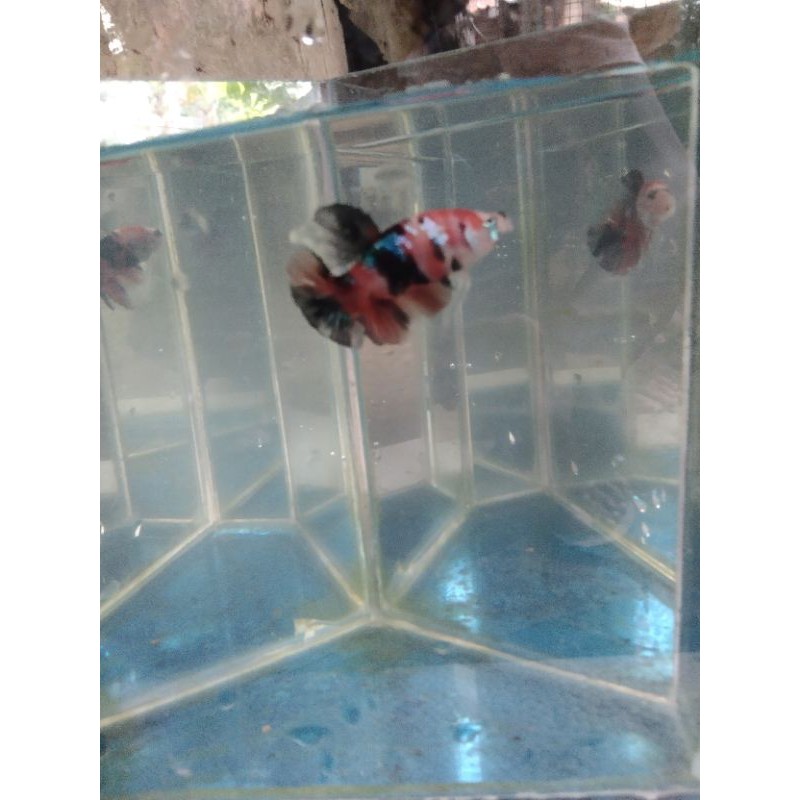 

ikan cupang Nemo galaxy real pic