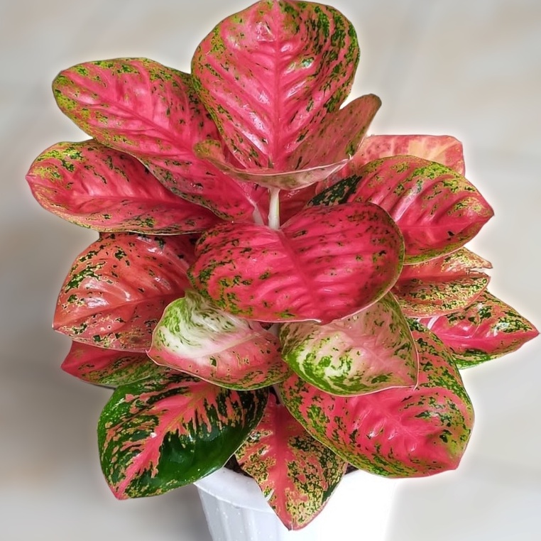 Aglonema Wulandari Tanaman Aglonema Aglaonema Hias Aglonema Murah Anakan Aglonema Aglonema Merah Bun