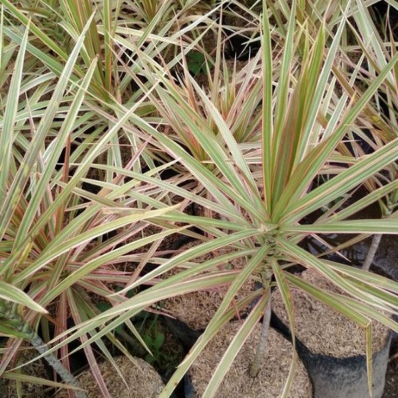 Tanaman hias Dracena tricolor