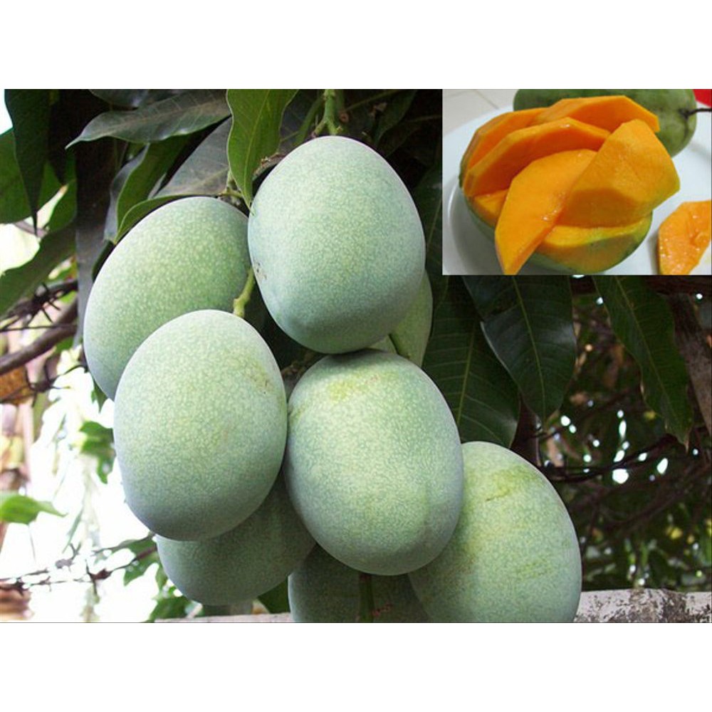  mangga  manalagi atau mangga madu  Shopee Indonesia