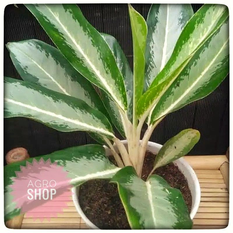 Tanaman Hias Sri Rejeki Aglo Emerald bay