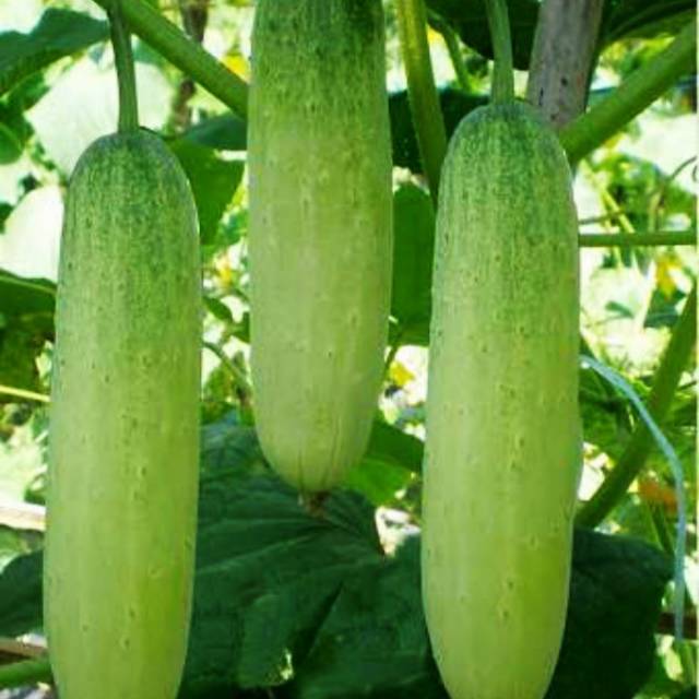 Benih Bibit Timun Hibrida Lokal Bibit Unggul Isi 15 Biji - Benih Biji Ketimun Mentimun Hijau Murah