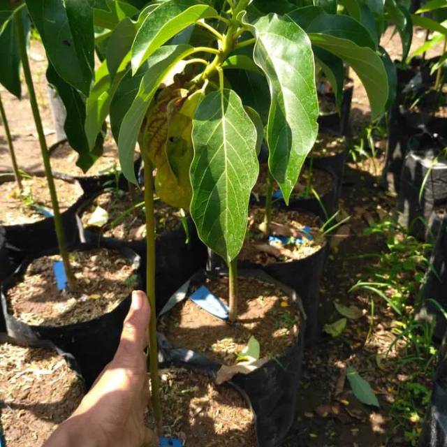 BIBIT ALPUKAT ALIGATOR