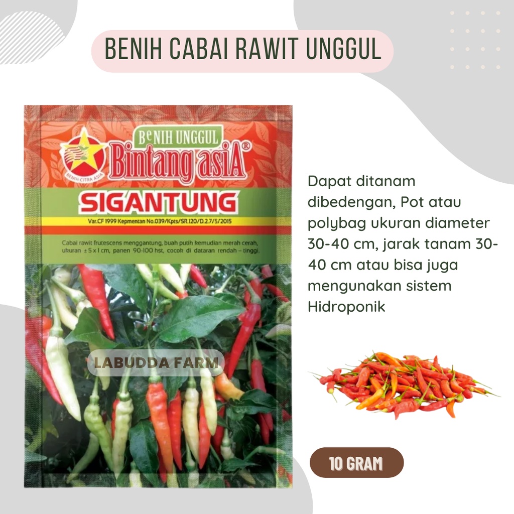 Bibit Cabe Sigantung 10gr Original Pabrik Bintang Asia Buah Lebat - Bibit Cabe Rawit Unggul - Bibit 