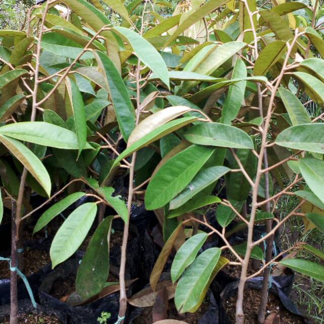 Bibit durian merah