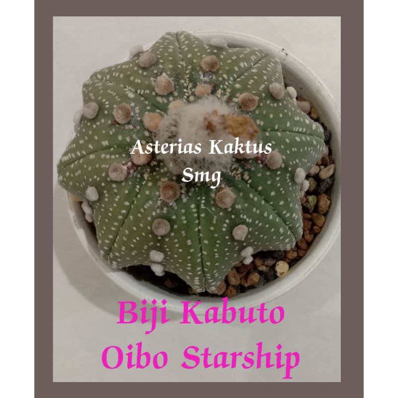 MURAH Biji Kaktus Astro Astrophytum Kabuto Oibo Starship