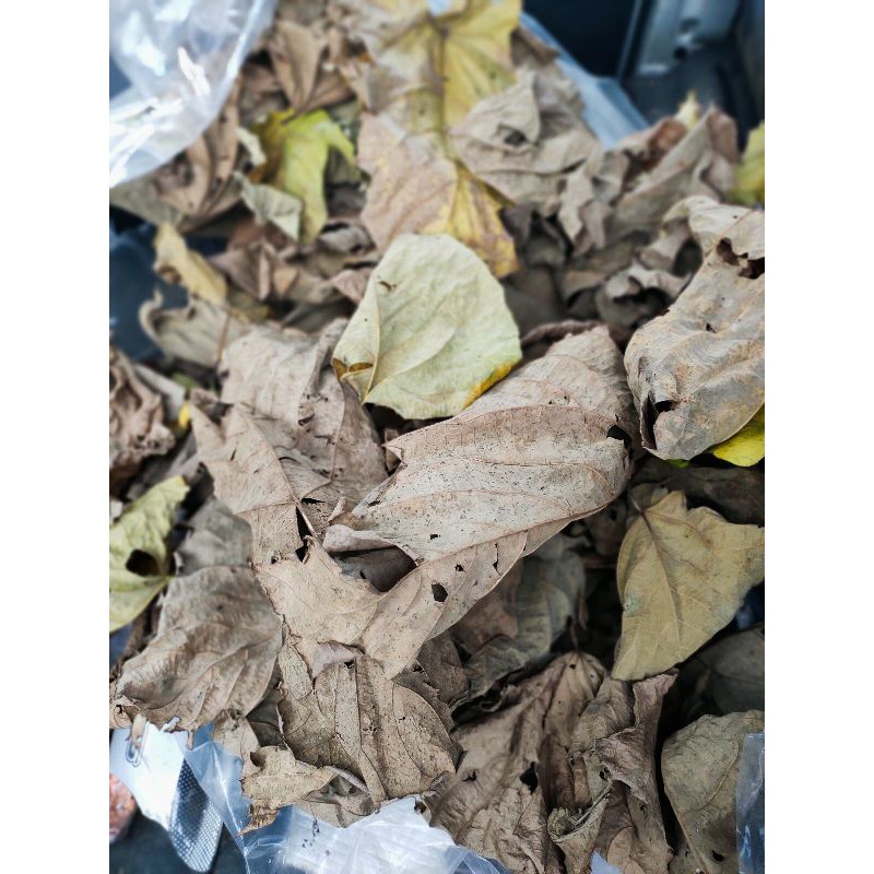 

Paket Hemat Daun Mara kering