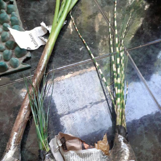 Tanaman Hias Bambu Air Variegata